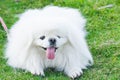 Puppy Pekingese breed, white dog , loveliness