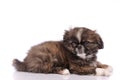 Puppy pekingese dog isolated over white background Royalty Free Stock Photo