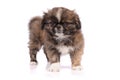 Puppy pekingese dog isolated over white background Royalty Free Stock Photo