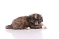 Puppy pekingese dog isolated over white background Royalty Free Stock Photo