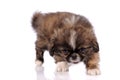 Puppy pekingese dog isolated over white background Royalty Free Stock Photo