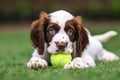 Puppy pet dog playing in garden with ball Royalty Free Stock Photo