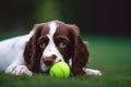 Puppy pet dog playing in garden with ball Royalty Free Stock Photo