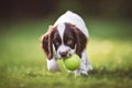 Puppy pet dog playing in garden Royalty Free Stock Photo