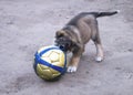 Puppy of the pet dog plays with ball