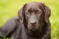 Labrador retriever dog lies on green grass on a sunny day. Puppy, pet. A dog on a green background Royalty Free Stock Photo