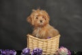 Puppy Petersburg orchid in a basket