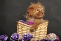 Puppy Petersburg orchid in a basket