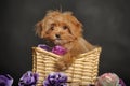 Puppy Petersburg orchid in a basket