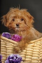 Puppy Petersburg orchid in a basket