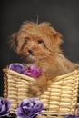 Puppy Petersburg orchid in a basket