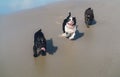 Puppy pets of cute Pit bull playing and walk at beach