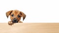 Puppy photobombing empty board on white background