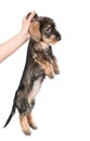 puppy picked up by the scruff of the neck. isolated on white Royalty Free Stock Photo