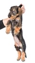 Puppy picked up by the scruff of the neck. on white bac Royalty Free Stock Photo