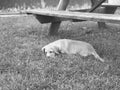 Puppy Picnic Royalty Free Stock Photo