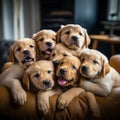 Puppy Pile: Blissful Relaxation on the Cozy Couch