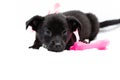 Puppy In Pink Collar With Ribbon And Bow Looking At Camera And Lying Near Dog Toy On White