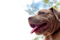 Puppy pit bull terrier dog is watching something, Royalty Free Stock Photo