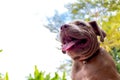 Puppy pit bull terrier dog is watching something, Royalty Free Stock Photo