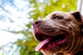 Puppy pit bull terrier dog is watching something, Royalty Free Stock Photo