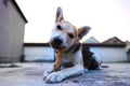 Puppy Play in yard with stick Royalty Free Stock Photo