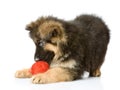 Puppy play with a wool ball. Royalty Free Stock Photo