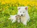 Puppy with playful kitten on a dandelion field