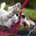 Puppy Playing Royalty Free Stock Photo