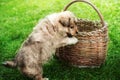 Puppy playing on a basket on green grass.
