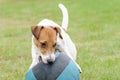 Puppy playing with basketball ball looking wary for his prey Royalty Free Stock Photo