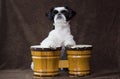 Puppy playing bongos. Royalty Free Stock Photo