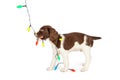 Puppy Playing With Colorful Christmas Lights Royalty Free Stock Photo