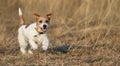Puppy playing - happy pet dog running in the grass Royalty Free Stock Photo