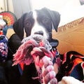 Puppy playing with a rope toy and loveing it Royalty Free Stock Photo