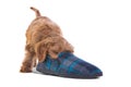 Puppy playing with slipper Royalty Free Stock Photo