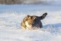 Puppy playing in the snow stain nose Royalty Free Stock Photo