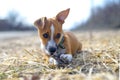 Puppy playing with a stick. Homeless dog. Small dog in the countryside