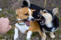 Puppy playing with a stick. Homeless dog. Small dog in the countryside