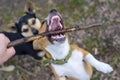 Puppy playing with a stick. Homeless dog. Small dog in the countryside Royalty Free Stock Photo