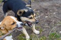 Puppy playing with a stick. Homeless dog. Small dog in the countryside Royalty Free Stock Photo