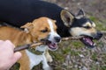 Puppy playing with a stick. Homeless dog. Small dog in the countryside