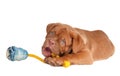 Puppy playing with a toy Royalty Free Stock Photo