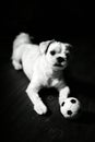 Puppy playing toy ball Royalty Free Stock Photo