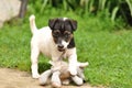 Puppy playing with toy Royalty Free Stock Photo