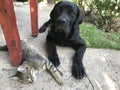 Cane Corso puppy plays with a kitten