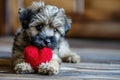 Puppy with plush sof red heart Lover Valentine puppy dog with a red heart Royalty Free Stock Photo