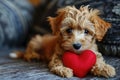 Puppy with plush sof red heart Lover Valentine puppy dog with a red heart Royalty Free Stock Photo