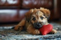 Puppy with plush sof red heart Lover Valentine puppy dog with a red heart Royalty Free Stock Photo