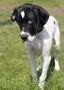 Puppy of pointer (hunter dog) Royalty Free Stock Photo